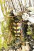 Leptura aurulenta